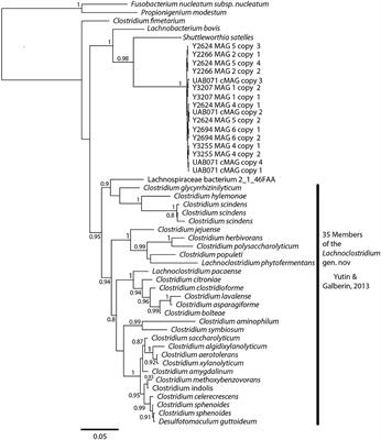 Comparative Metagenome-Assembled Genome Analysis of “Candidatus Lachnocurva vaginae”, Formerly Known as Bacterial Vaginosis-Associated Bacterium−1 (BVAB1)